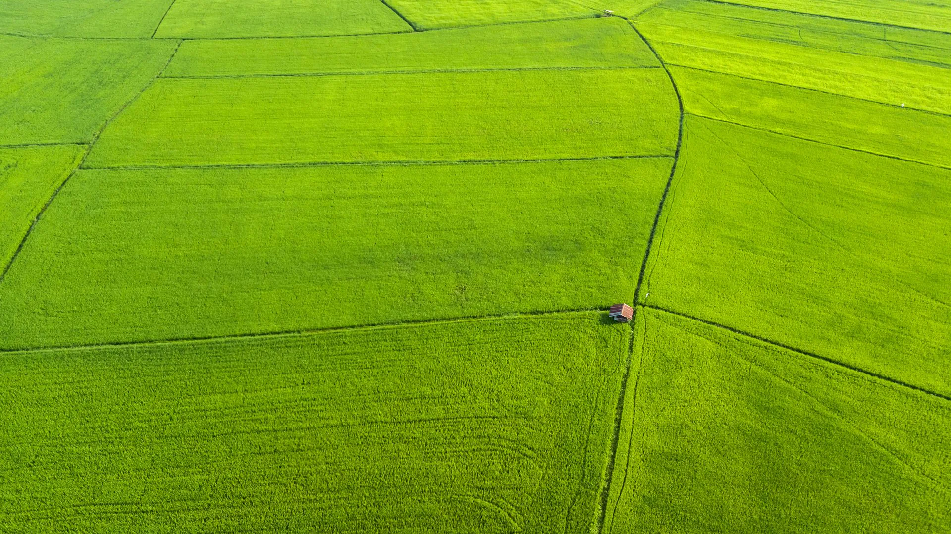 Aerial view of Thai rice fields